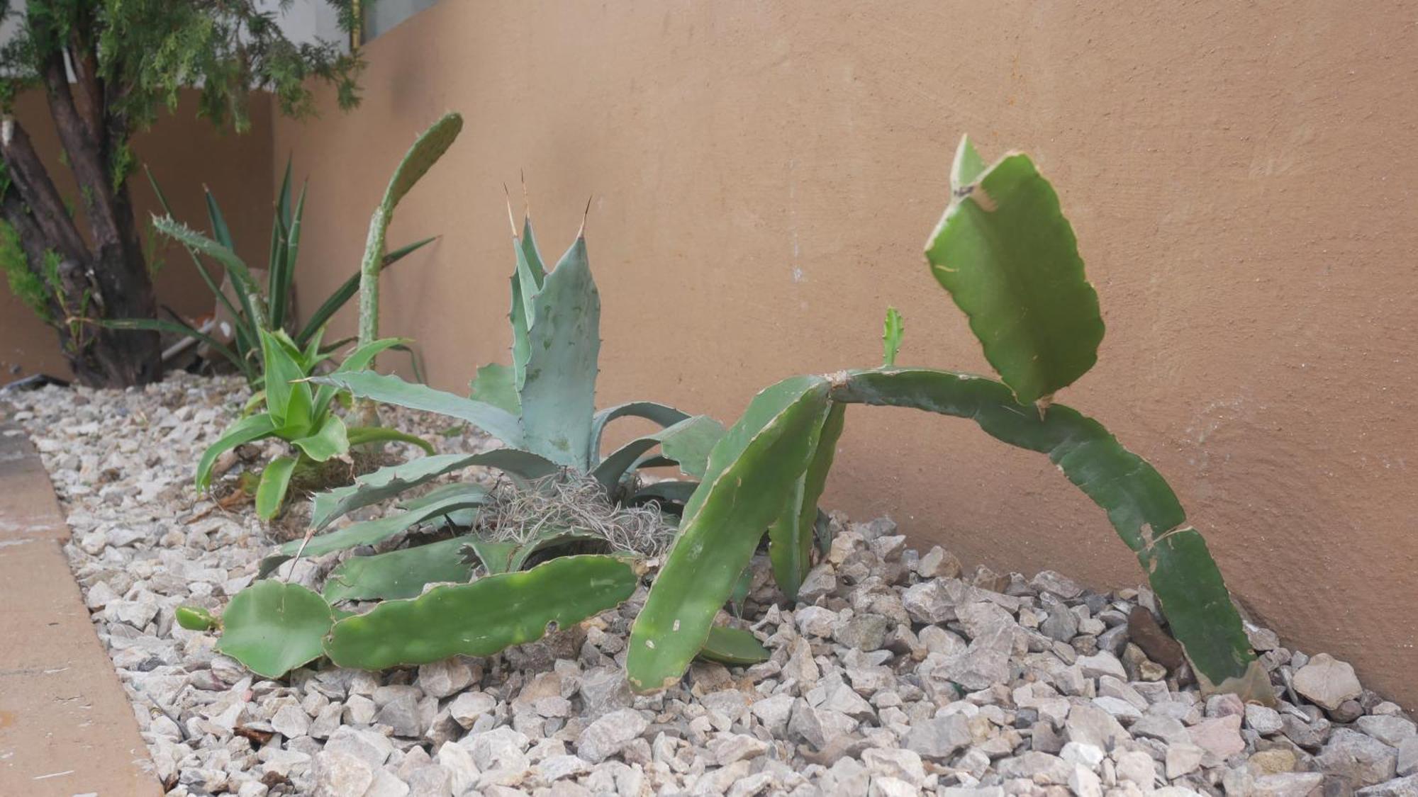 Casa El Mundo Hostel Oaxaca ภายนอก รูปภาพ