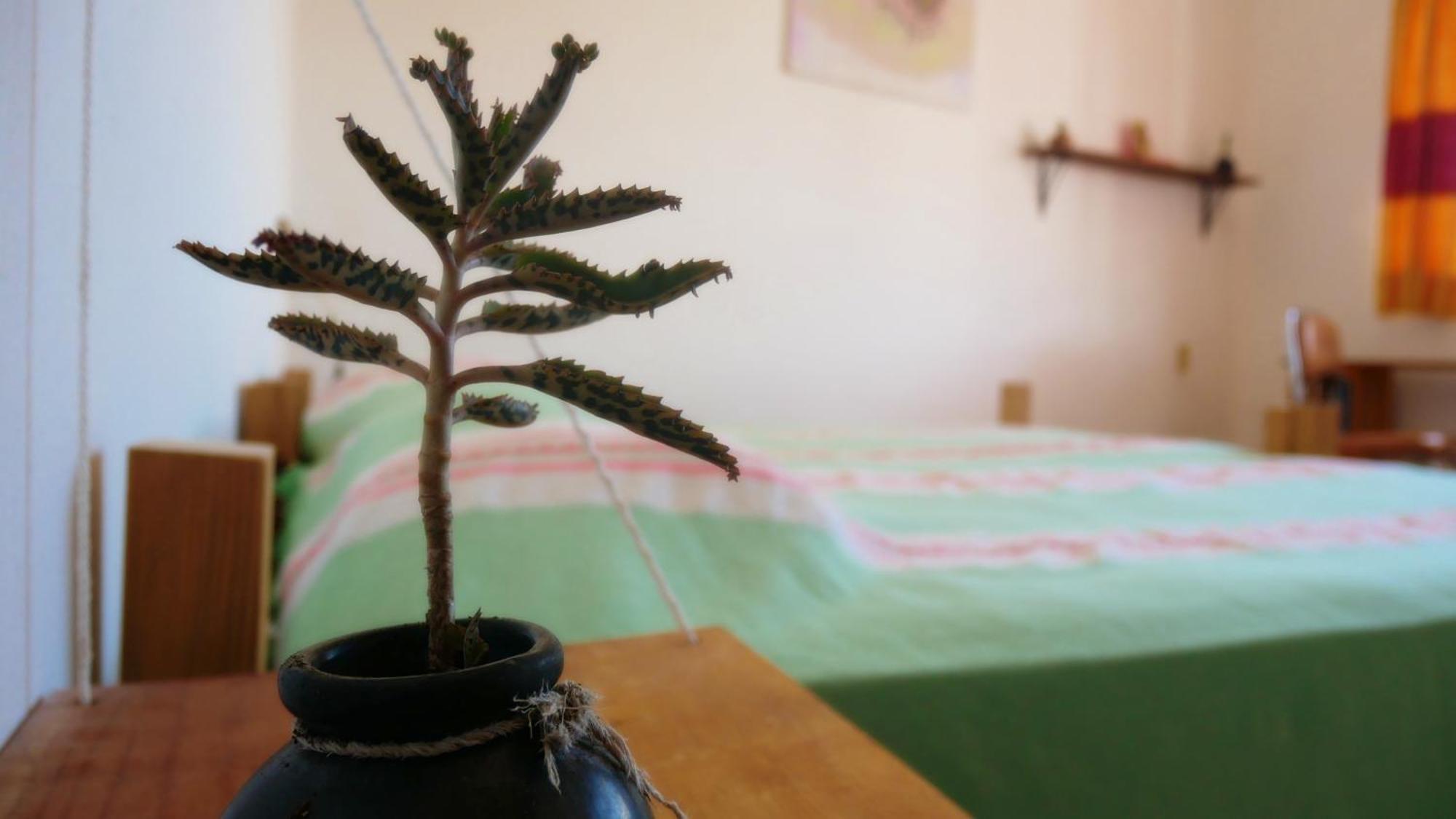 Casa El Mundo Hostel Oaxaca ภายนอก รูปภาพ